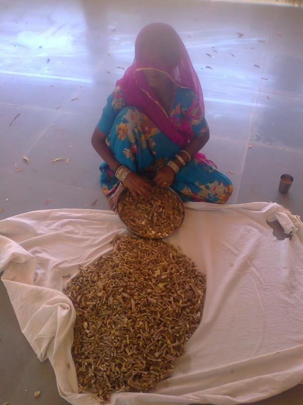 PREPARING NEEM GILOY FOR DRYING